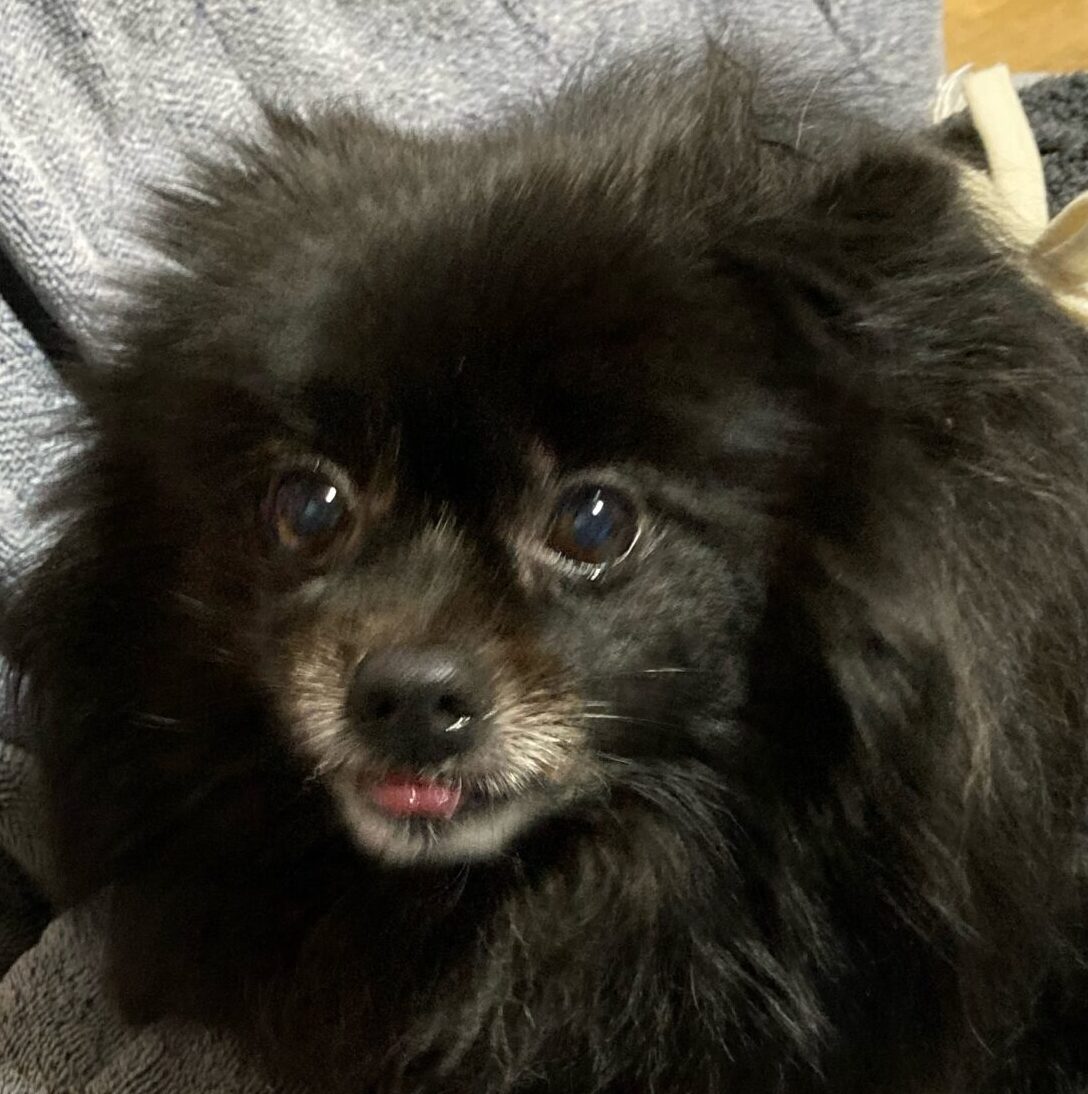 こころみたすペット思い出セレモニーにて葬儀したペットちゃん | キキちゃん