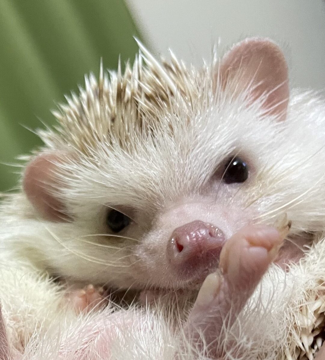 こころみたすペット思い出セレモニーにて葬儀したペットちゃん | 小次郎くん