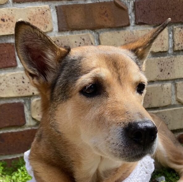 こころみたすペット思い出セレモニーにて葬儀したペットちゃん | チャコちゃん