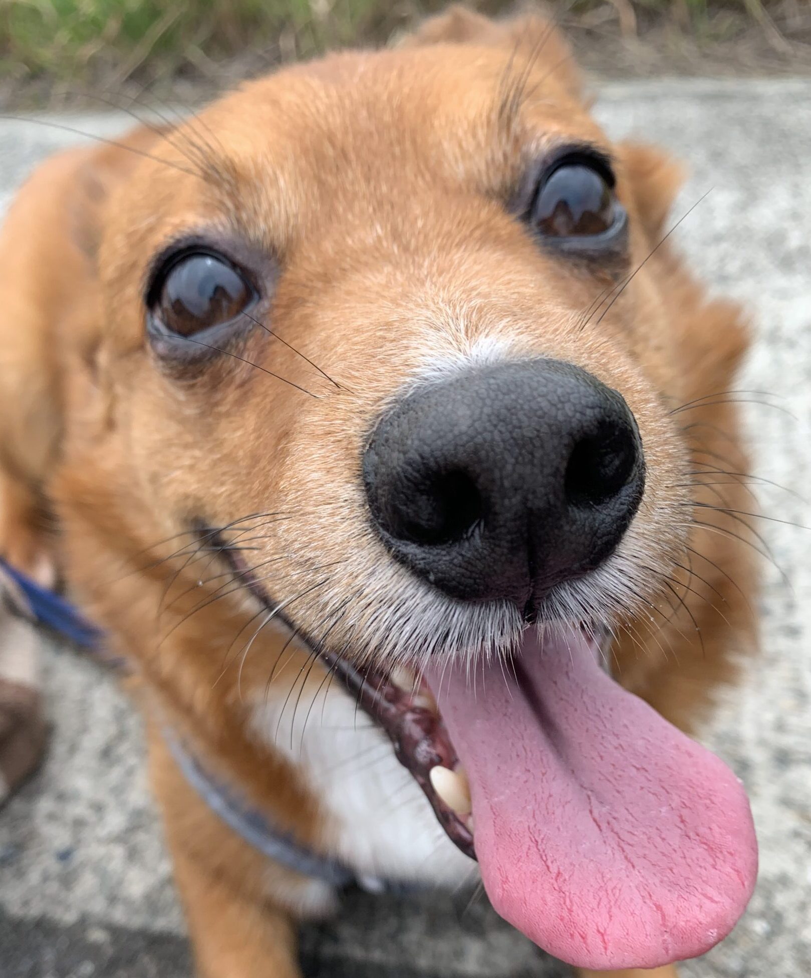 こころみたすペット思い出セレモニーにて葬儀したペットちゃん | ヴィータくん