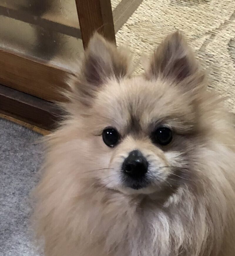 こころみたすペット思い出セレモニーにて葬儀したペットちゃん | レオンくん