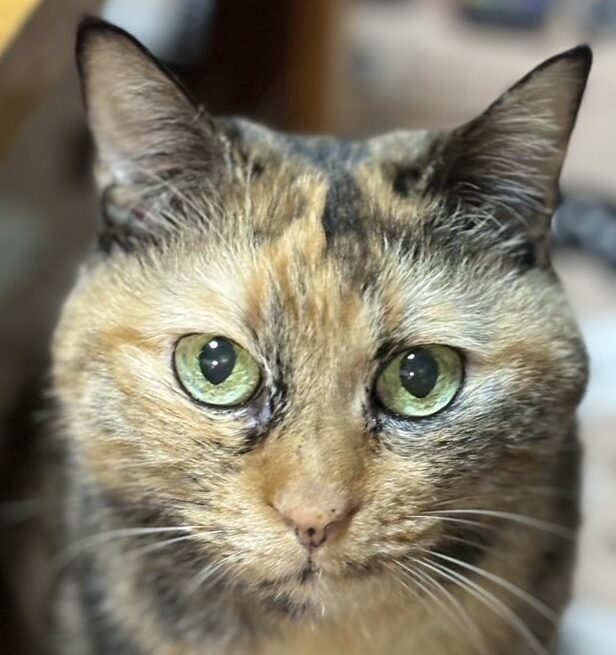 こころみたすペット思い出セレモニーにて葬儀したペットちゃん | ちょびんちゃん