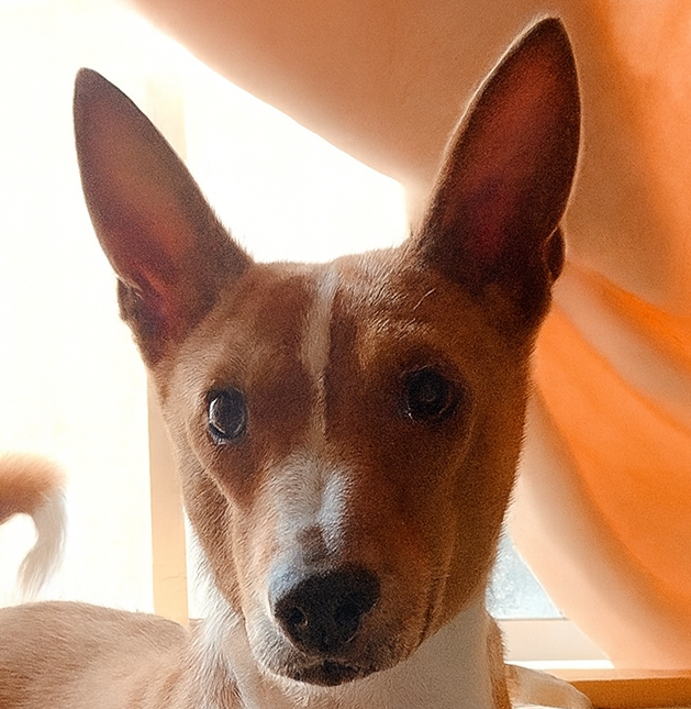 こころみたすペット思い出セレモニーにて葬儀したペットちゃん | そらくん