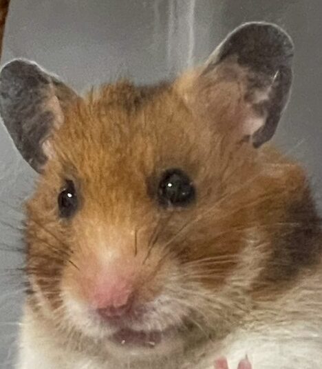 こころみたすペット思い出セレモニーにて葬儀したペットちゃん | ジョルノ・ジョバーナちゃん