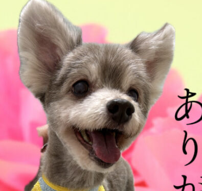 こころみたすペット思い出セレモニーにて葬儀したペットちゃん | バロンくん