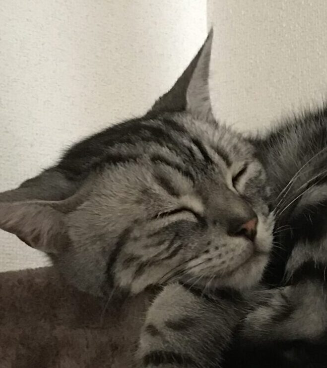 こころみたすペット思い出セレモニーにて葬儀したペットちゃん | しのびくん