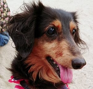 こころみたすペット思い出セレモニーにて葬儀したペットちゃん | ももちゃん