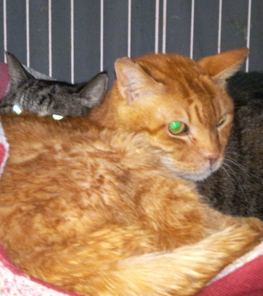 こころみたすペット思い出セレモニーにて葬儀したペットちゃん | ジャッカルくん