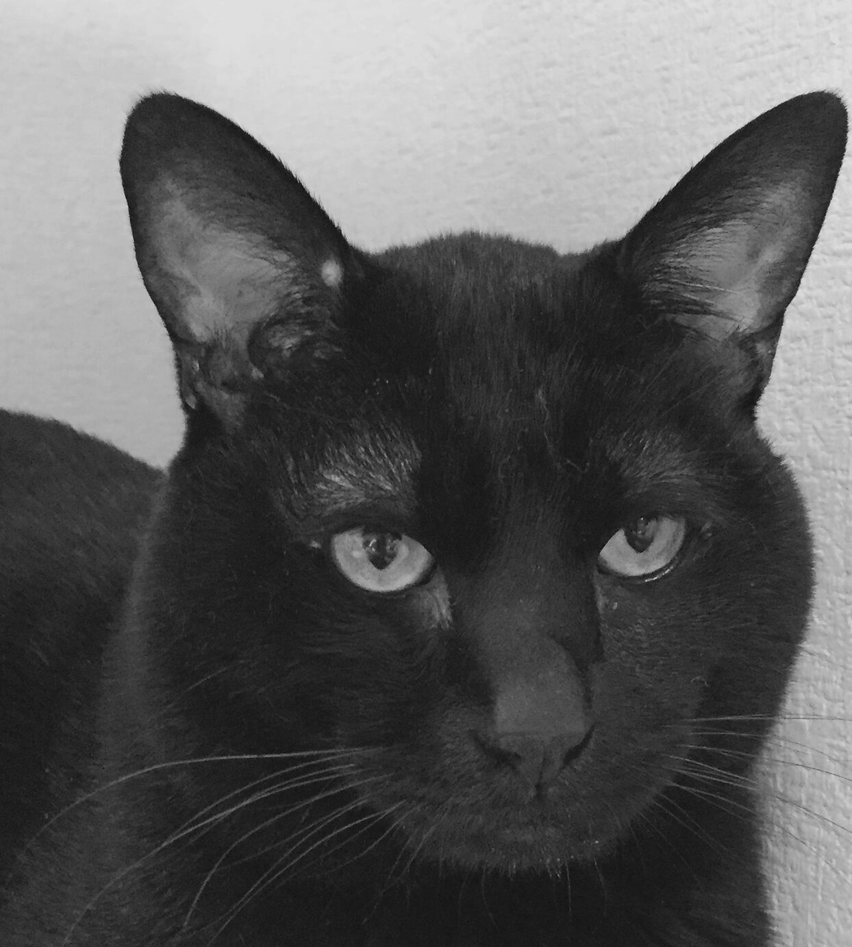 こころみたすペット思い出セレモニーにて葬儀したペットちゃん | ギンくん