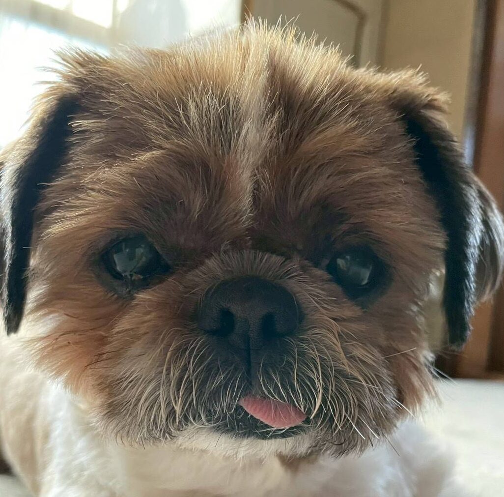 こころみたすペット思い出セレモニーにて葬儀したペットちゃん | サクくん