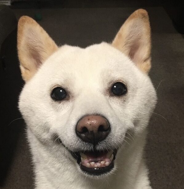 こころみたすペット思い出セレモニーにて葬儀したペットちゃん | 茶子ちゃん