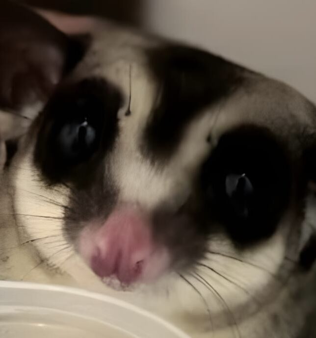 こころみたすペット思い出セレモニーにて葬儀したペットちゃん | やとくん