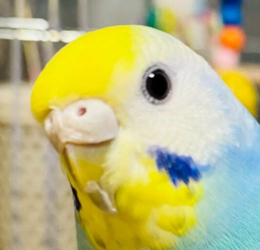 こころみたすペット思い出セレモニーにて葬儀したペットちゃん | ポルタちゃん