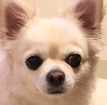 こころみたすペット思い出セレモニーにて葬儀したペットちゃん | マッシュくん