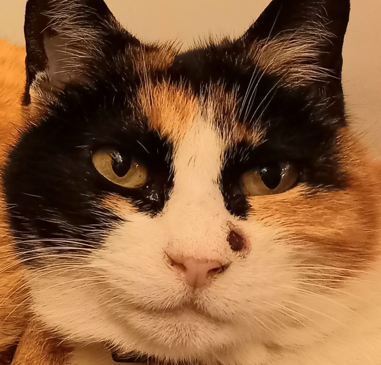 こころみたすペット思い出セレモニーにて葬儀したペットちゃん | まいちゃん