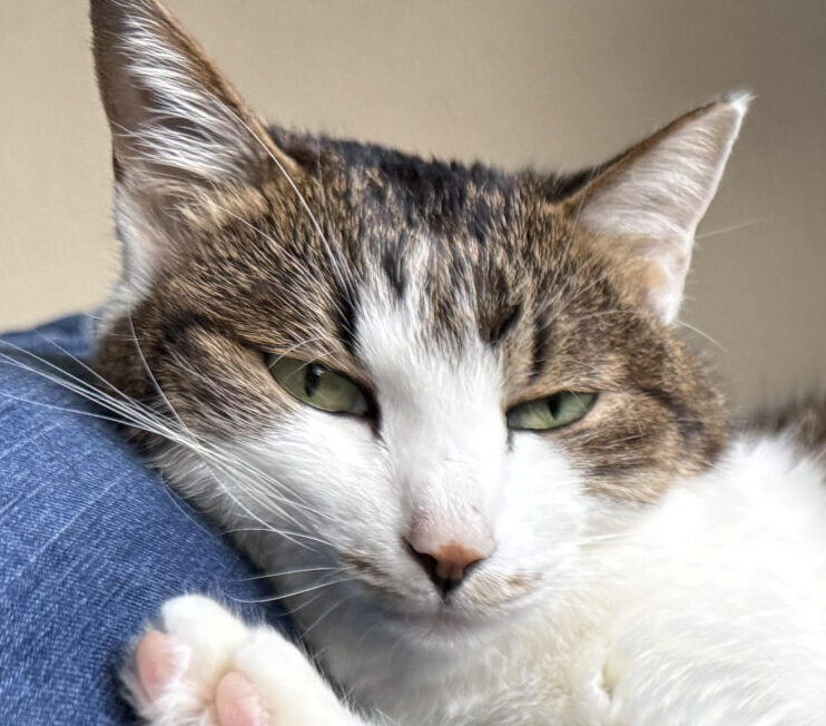 こころみたすペット思い出セレモニーにて葬儀したペットちゃん | ちろるちゃん