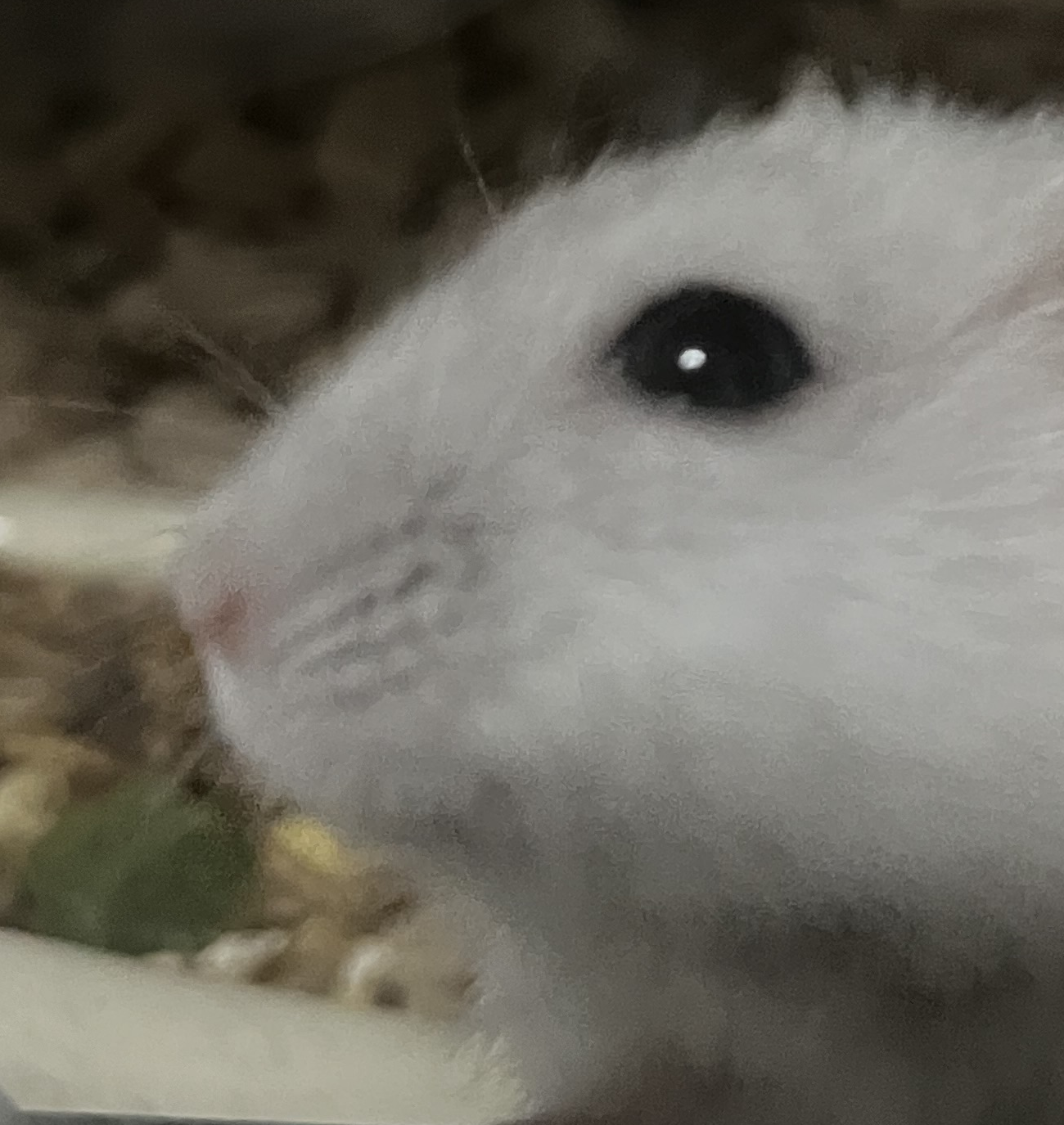 こころみたすペット思い出セレモニーにて葬儀したペットちゃん | モチちゃん