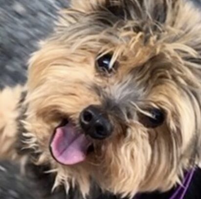 こころみたすペット思い出セレモニーにて葬儀したペットちゃん | チャコくん