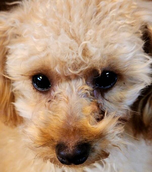 チャムチャムくん | こころみたす ペット思い出セレモニー