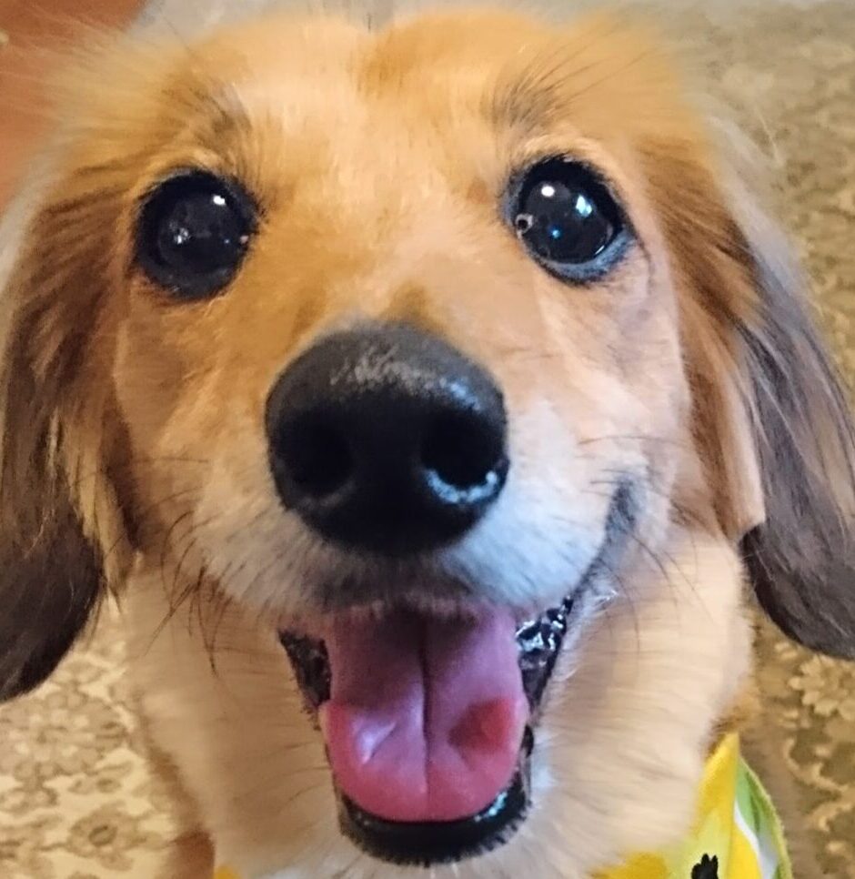 こころみたすペット思い出セレモニーにて葬儀したペットちゃん | ラルゴくん