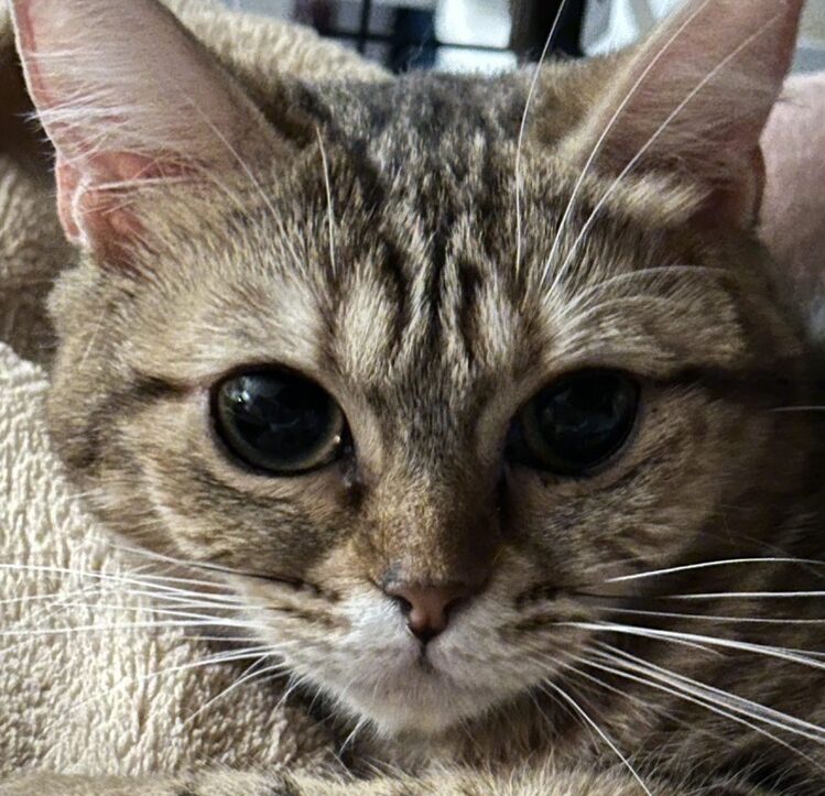 こころみたすペット思い出セレモニーにて葬儀したペットちゃん | メイちゃん