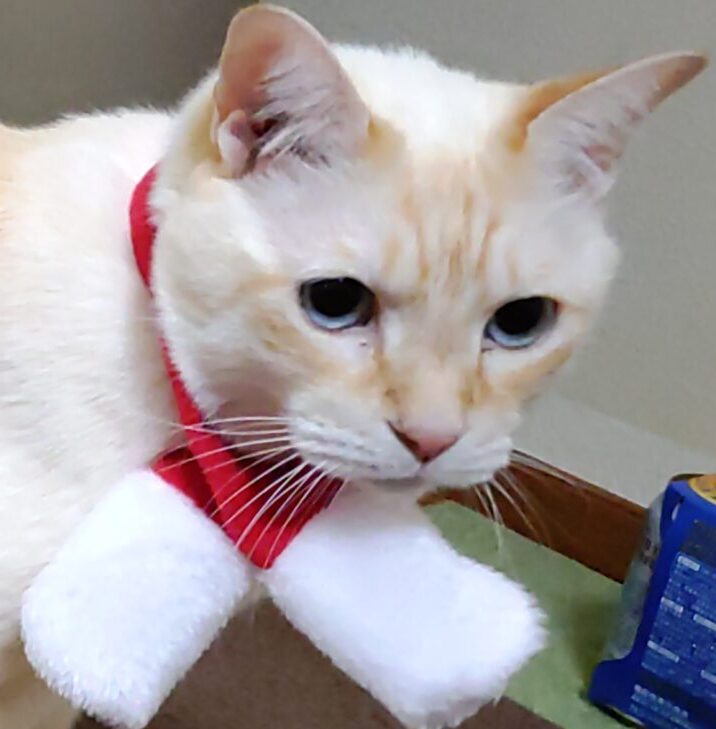 こころみたすペット思い出セレモニーにて葬儀したペットちゃん | 椿くん