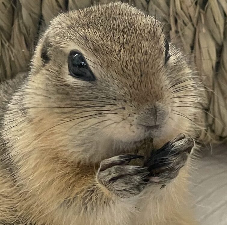 こころみたすペット思い出セレモニーにて葬儀したペットちゃん | セオドアくん