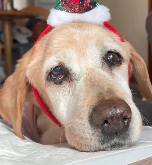 こころみたすペット思い出セレモニーにて葬儀したペットちゃん | ウララちゃん