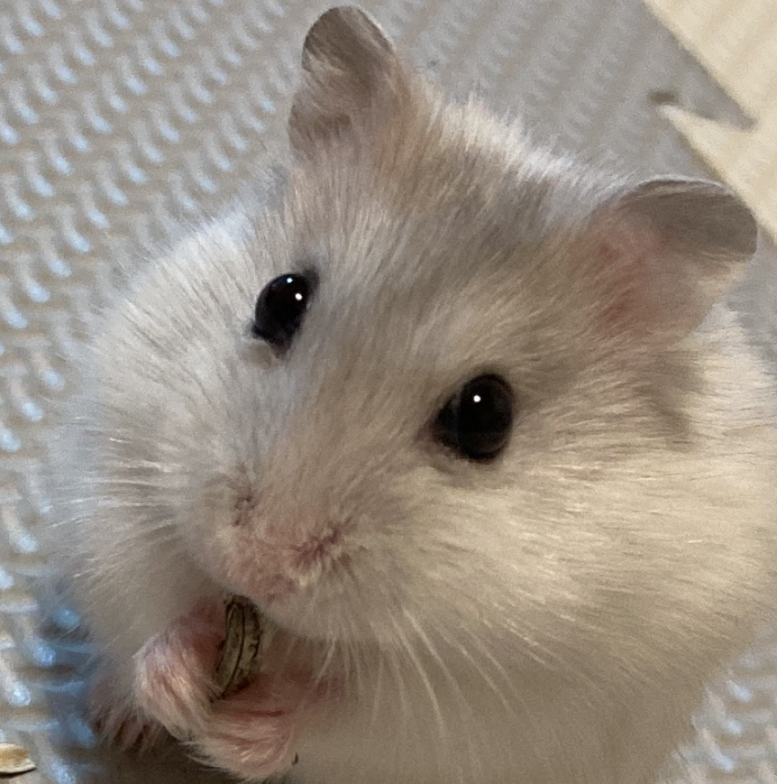 こころみたすペット思い出セレモニーにて葬儀したペットちゃん | 大福くん