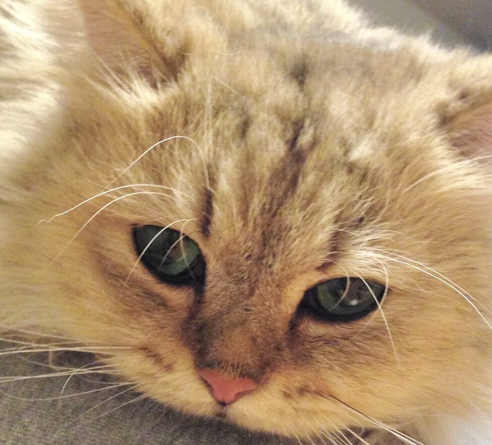 こころみたすペット思い出セレモニーにて葬儀したペットちゃん | モカちゃん