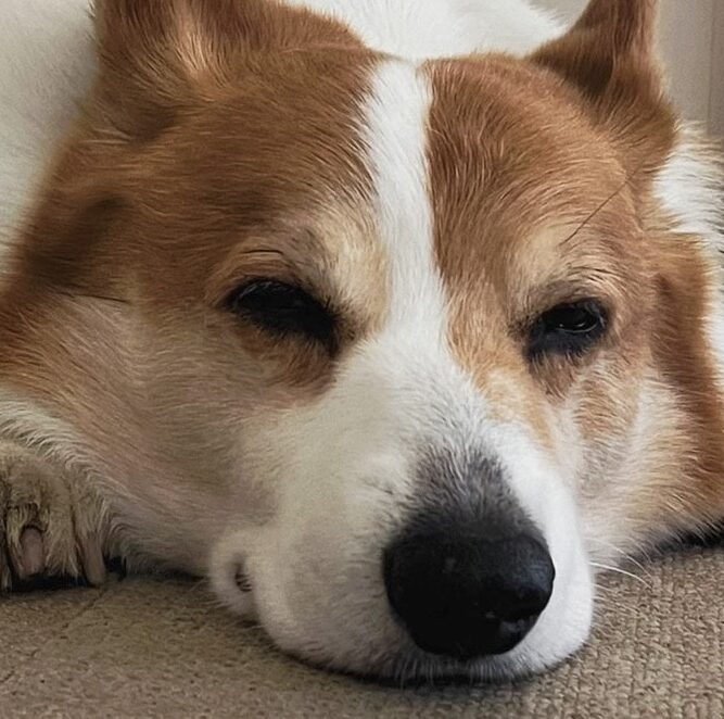 こころみたすペット思い出セレモニーにて葬儀したペットちゃん | アダムくん