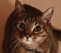 こころみたすペット思い出セレモニーにて葬儀したペットちゃん | ナイトくん