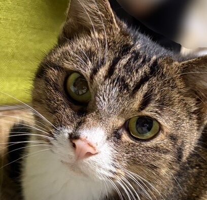 こころみたすペット思い出セレモニーにて葬儀したペットちゃん | もふちゃん