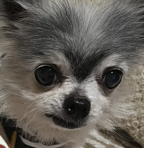 こころみたすペット思い出セレモニーにて葬儀したペットちゃん | ぺぺくん