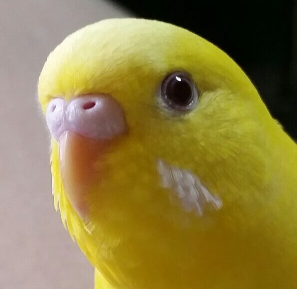 レモンちゃん | こころみたす ペット思い出セレモニー