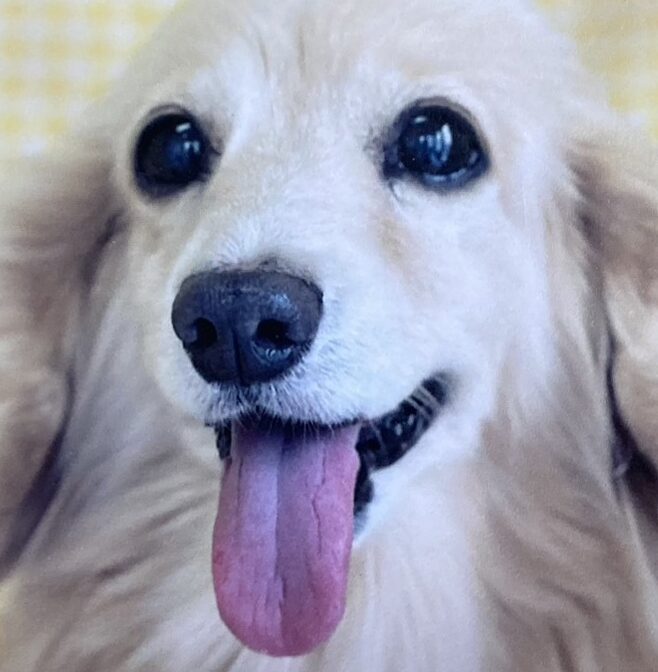 桃ちゃん | こころみたす ペット思い出セレモニー