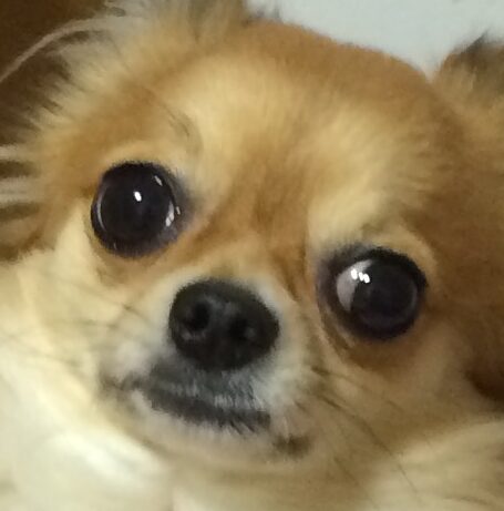 福くん | こころみたす ペット思い出セレモニー