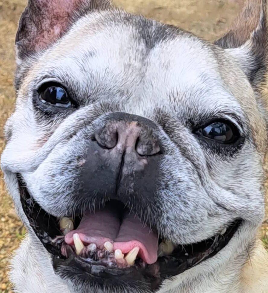 こころみたすペット思い出セレモニーにて葬儀したペットちゃん | きなこちゃん