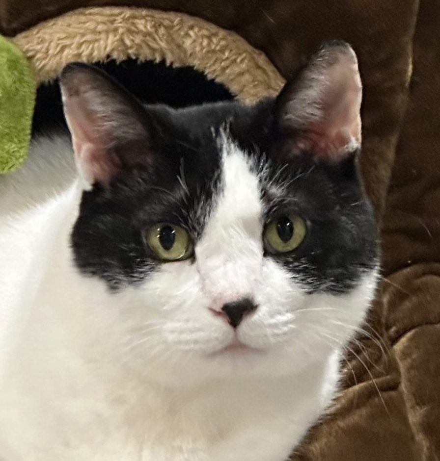 こころみたすペット思い出セレモニーにて葬儀したペットちゃん | かっぱくん