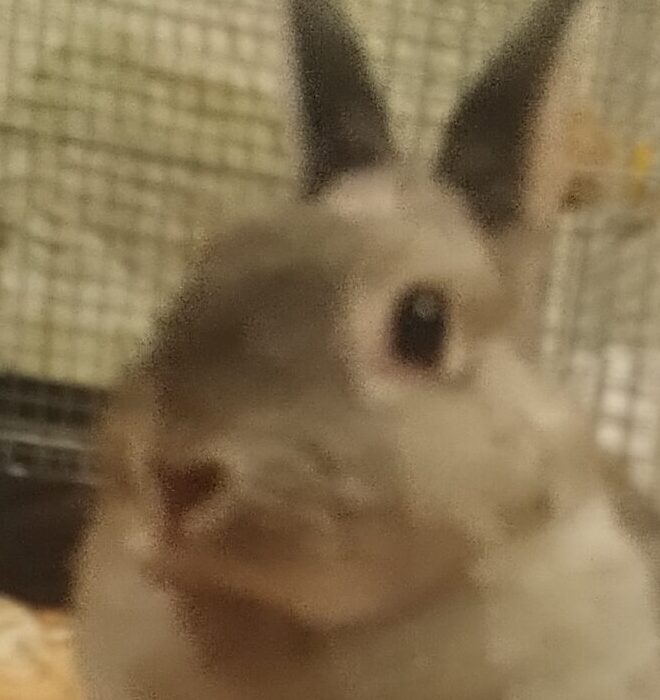 こころみたすペット思い出セレモニーにて葬儀したペットちゃん | マロンちゃん