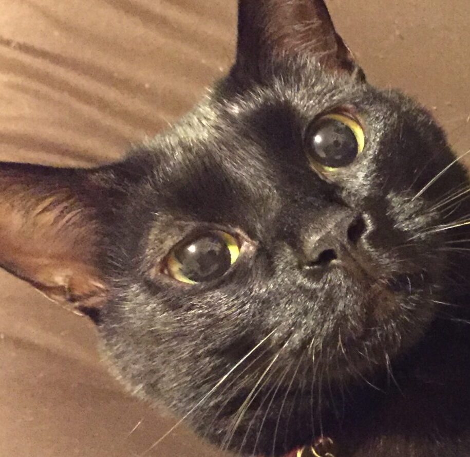 ジジちゃん | こころみたす ペット思い出セレモニー