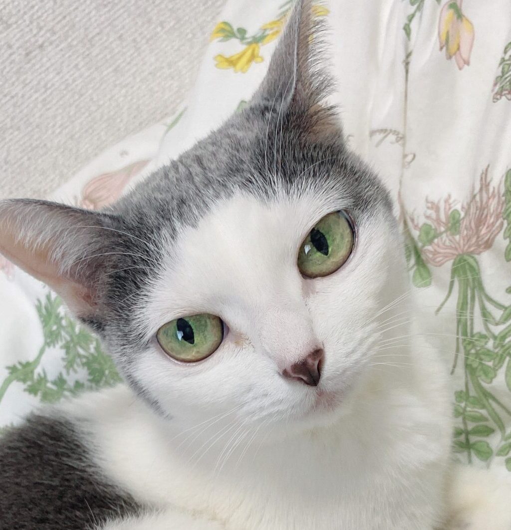 ルビーちゃん | こころみたす ペット思い出セレモニー