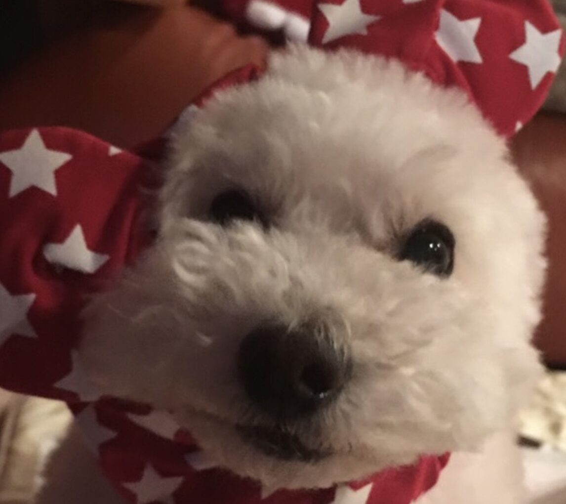 コアくん | こころみたす ペット思い出セレモニー