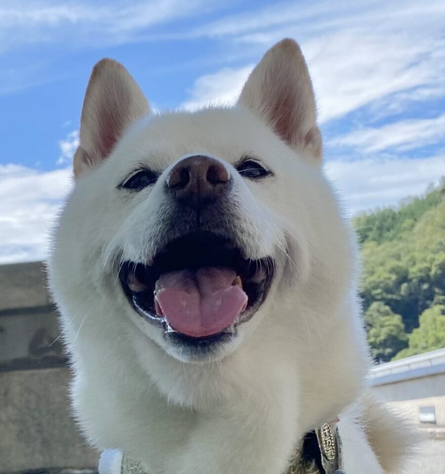 シロくん | こころみたす ペット思い出セレモニー