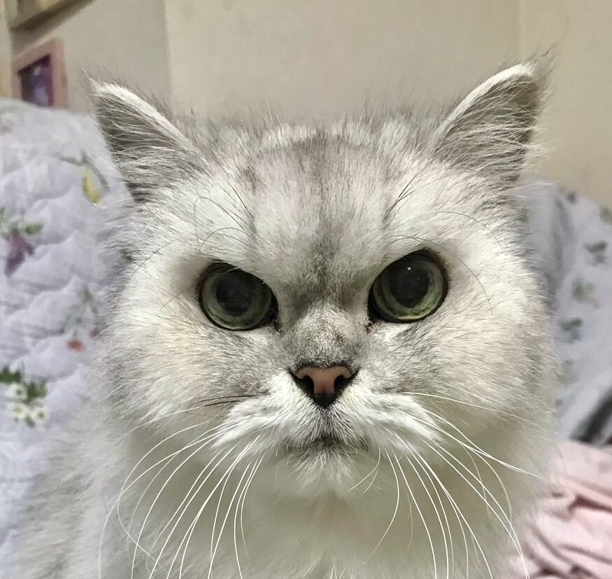 マリーちゃん | こころみたす ペット思い出セレモニー