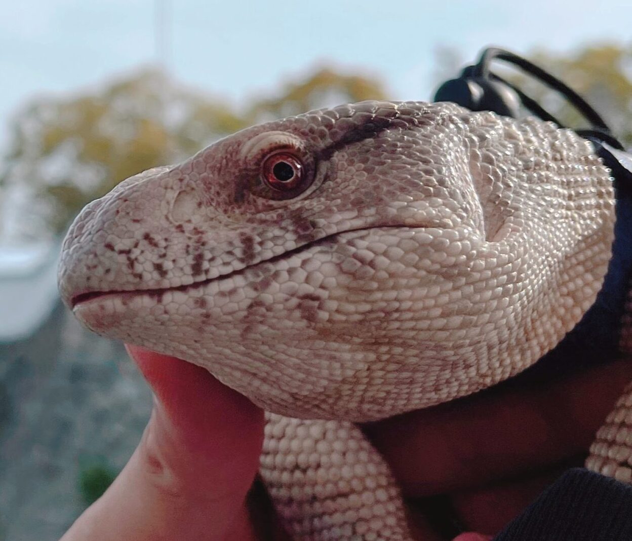 のすおくん | こころみたす ペット思い出セレモニー