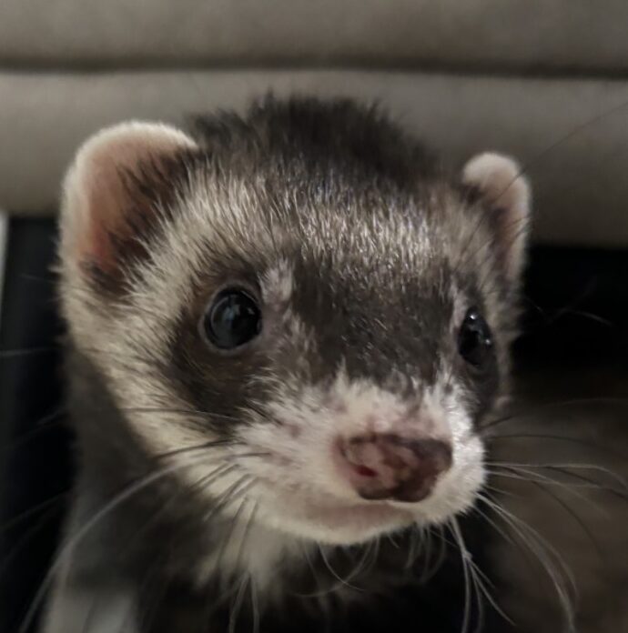 もずくちゃん | こころみたす ペット思い出セレモニー