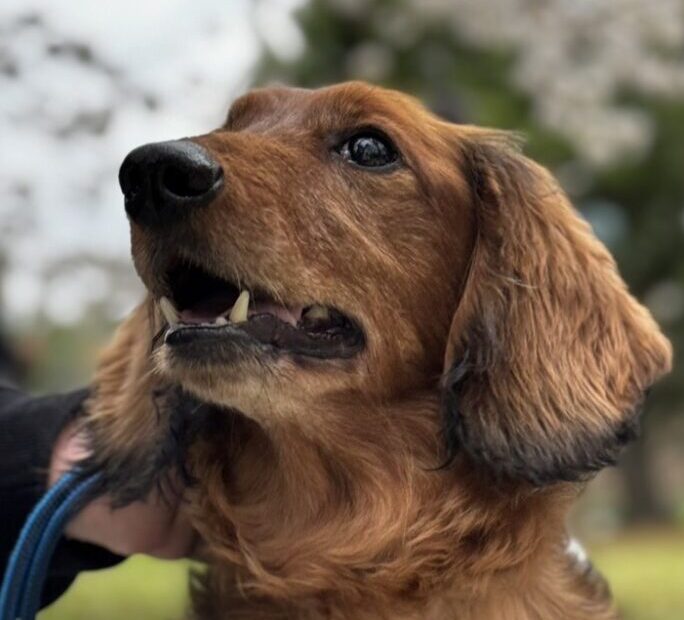 くぅくん | こころみたす ペット思い出セレモニー