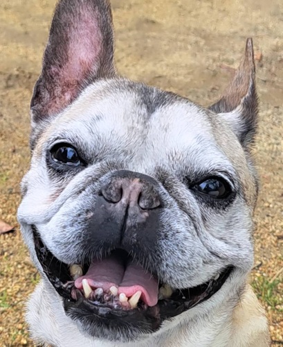 こころみたすペット思い出セレモニーにて葬儀したペットちゃん | きなこちゃん