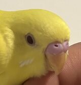 こころみたすペット思い出セレモニーにて葬儀したペットちゃん | ひよこくん